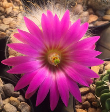 Mammillaria guelzowiana v