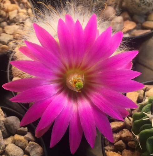 Mammillaria guelzowiana - , v