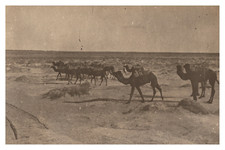 Algeria, Desert Caravan