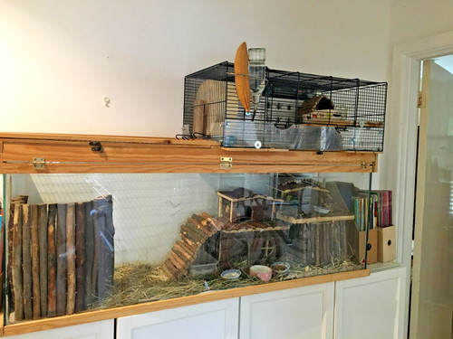 Large gerbilarium gerbil tank - large,