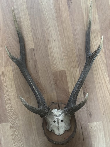 Vintage deer antler taxidermy - antler,