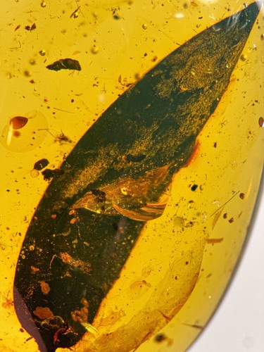 Stunning leaf inclusion - stunning,