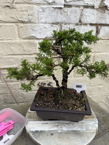 Juniper bonsai about - about, 6