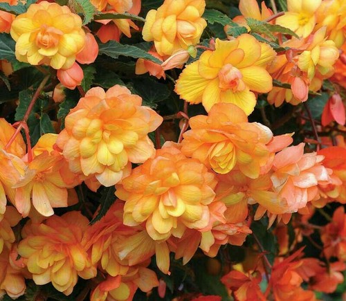Trailing begonia apricot - trailing, 'apricot