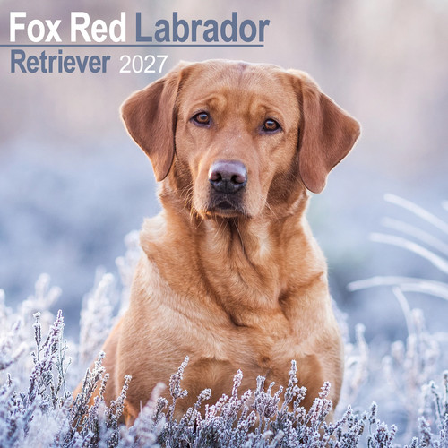 Labrador retriever - (fox, red)