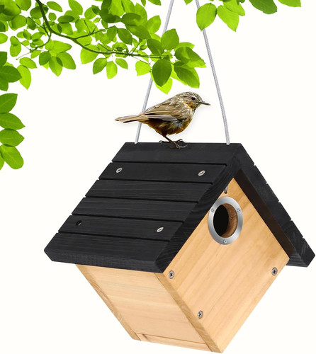 Hanging wren bird - hanging, for