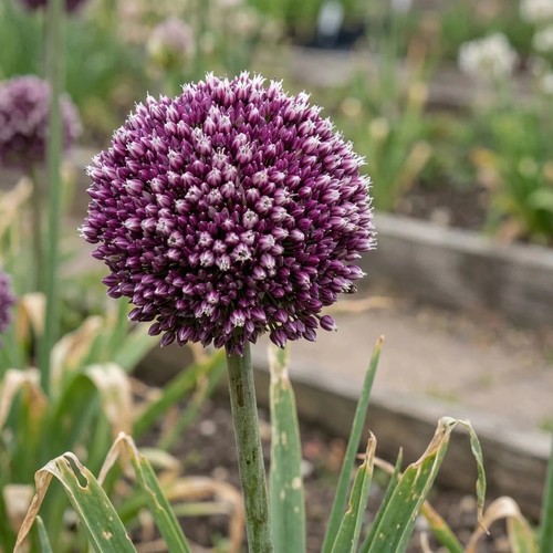 Allium summer drummer bulbs - drummer,