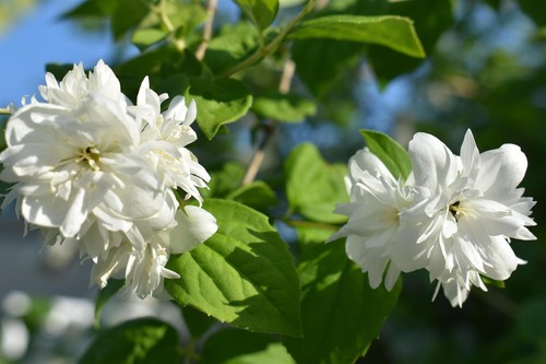Philadelphus minnesota - 3x,