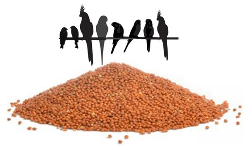 Red millet seed - seed, budgie