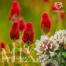 Clover Lawn Grass Seed Cottage Garden Hard Wearing Crimson Clover White Micromix