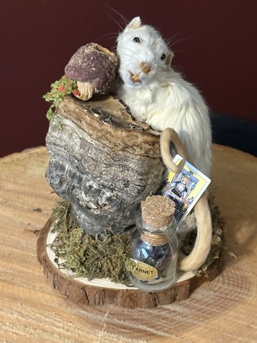 Taxidermy rat whimsical - taxidermy, 🐁