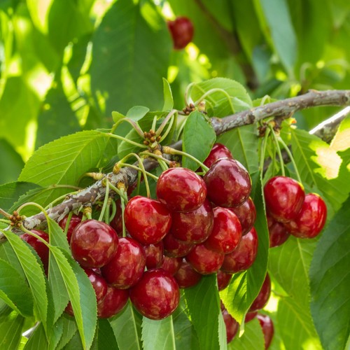 Mini dwarf cherry sylvia - sylvia, fruit