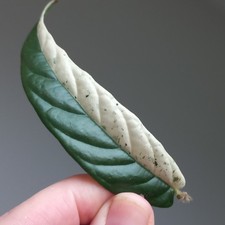 RARE - Ficus Sagittata