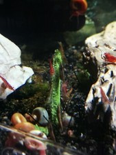 Shrimp and snails food, shrimp food. Crystal, red cherry, blue, snails, 20g
