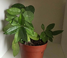 Hoya Carnosa wax plant pink