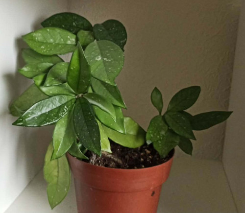 Hoya carnosa wax plant - carnosa, pink