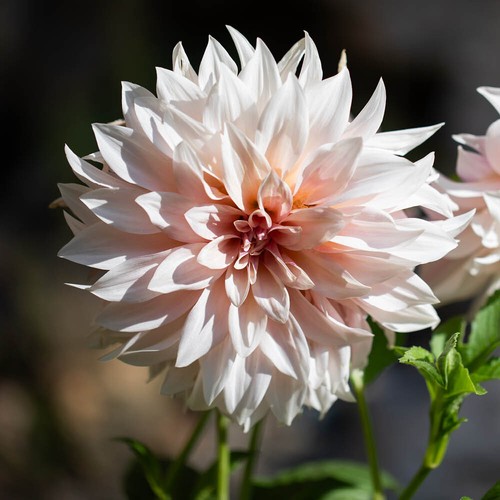 Dahlia cafe lait set of - lait',,