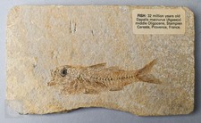 Fossil Fish Dapalis Macrurus
