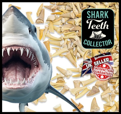 Genuine shark teeth - genuine, fossils