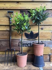 2x Laurus Nobilis Lollipop