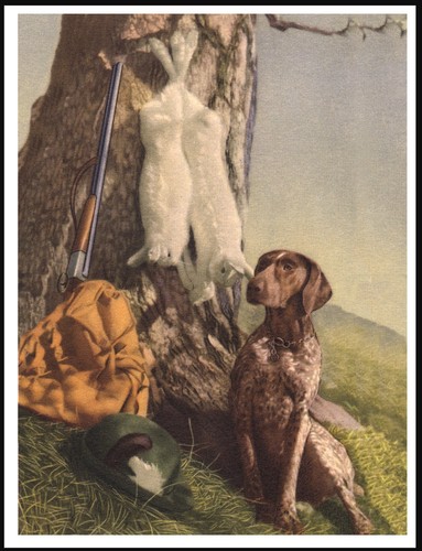 German shorthaired pointer dog - german,