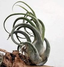 Tillandsia seleriana - Air plant | Tillandsia