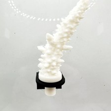 5 Pack Aquarium Coral Frag