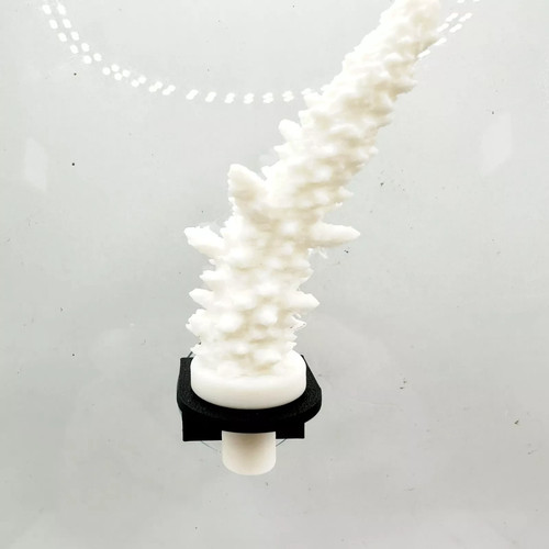 Pack aquarium coral frag - 5,