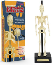 Anatomical Skeleton 30cm