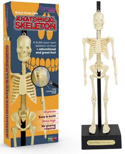 Anatomical skeleton 30cm - anatomical,