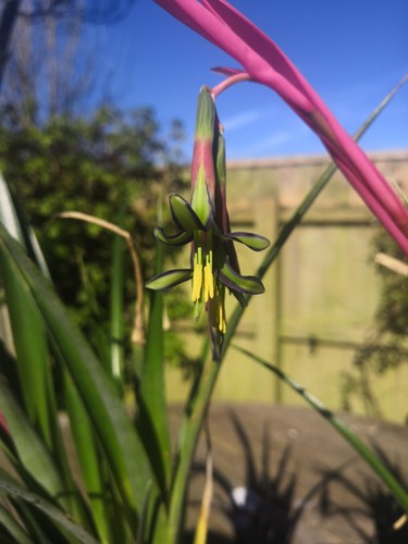 Bilbergia nutan queens tears - nutan,