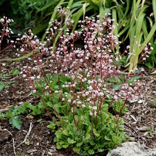 3 London Pride Saxifraga ×