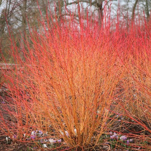 Midwinter fire dogwood outdoor - midwinter,