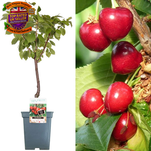 Patio fruit tree collection - fruit,