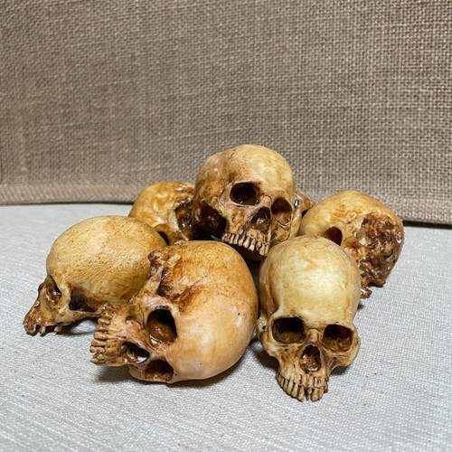 Human skull replica scale - 1:12,