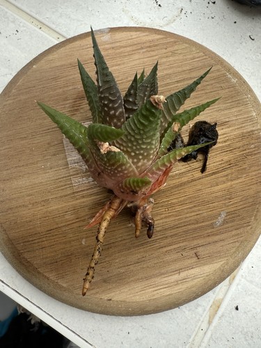 Haworthia bare root green - haworthia,