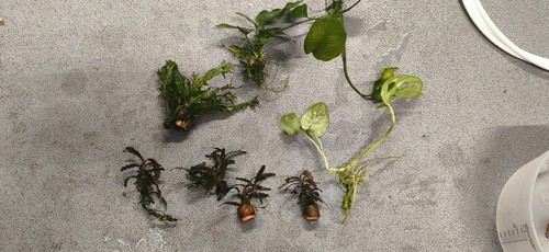 Aquarium plants lot1 - lot1, exact
