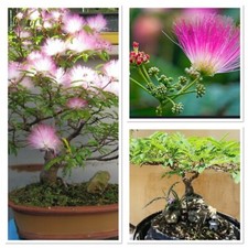 Silk Tree! Sapling. Ideal bonsai starter or tropical hardy garden plant! Easy!