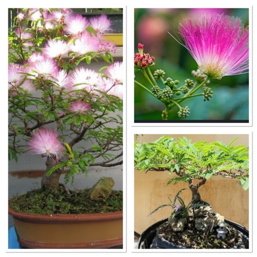 Silk tree sapling ideal - silk, tree!