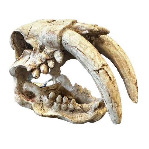 Betta tusks skull - tusks,