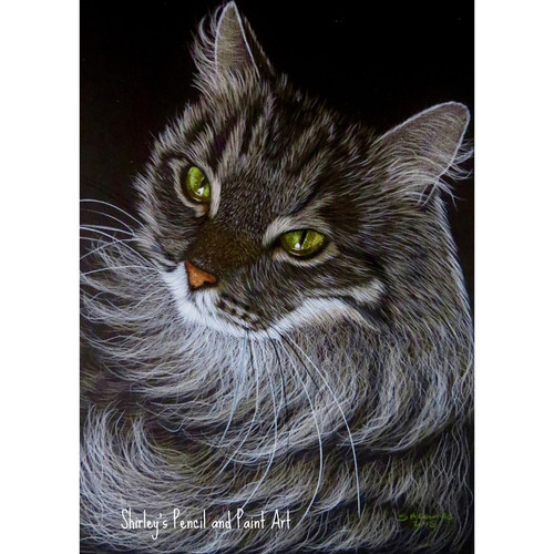 Maine coon cat greeting - , card