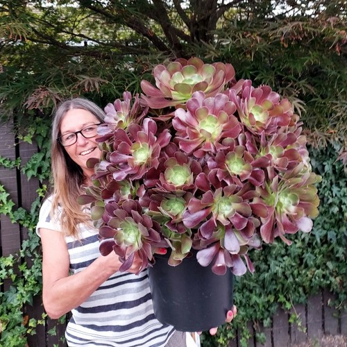 Aeonium velour large - aeonium,