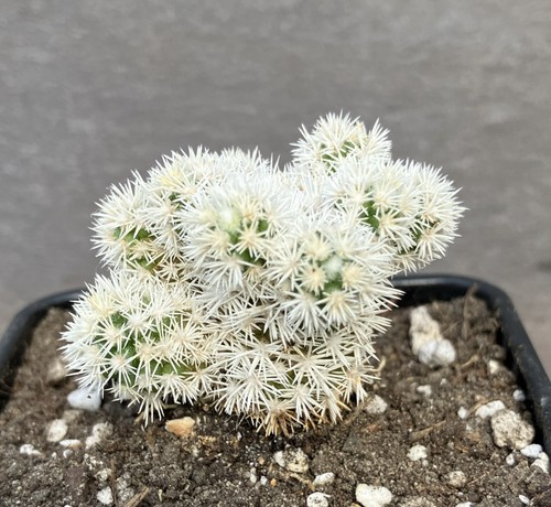 Mammillaria vetula gracilis - vetula,