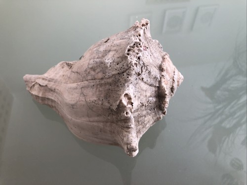 Large 17cm lefthand whelk fox - large,