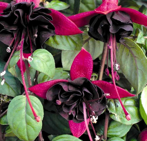 Abundant flowers for - for, baskets