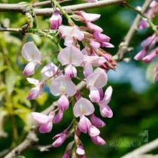 3 x Chinese Pink Wisteria tree