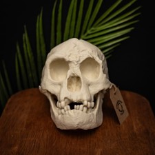 Homo Floresiensis Skull
