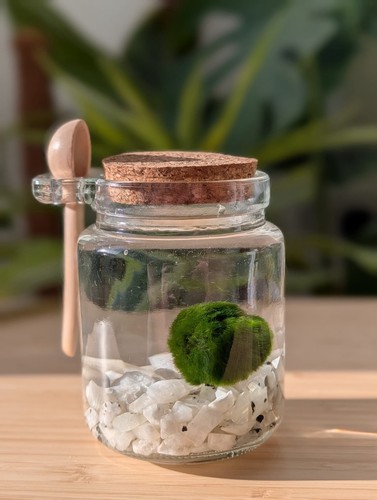 Marimo moss ball - marimo, pet
