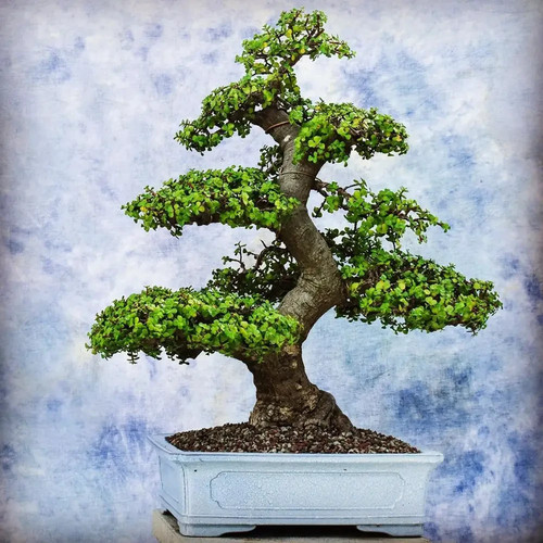 Portulacaria afra elephant - /,