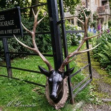 Large Wall Mounted Large Stag